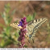 pap machaon imago8 kher